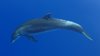 dolphine1